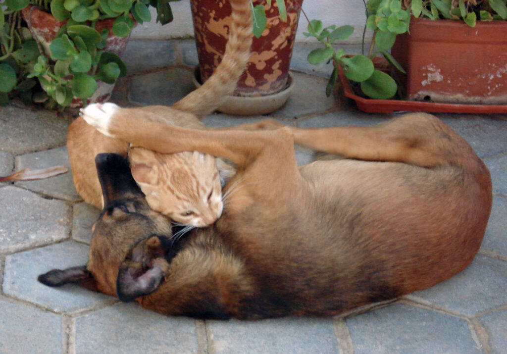 gato y perro jugando agresivo