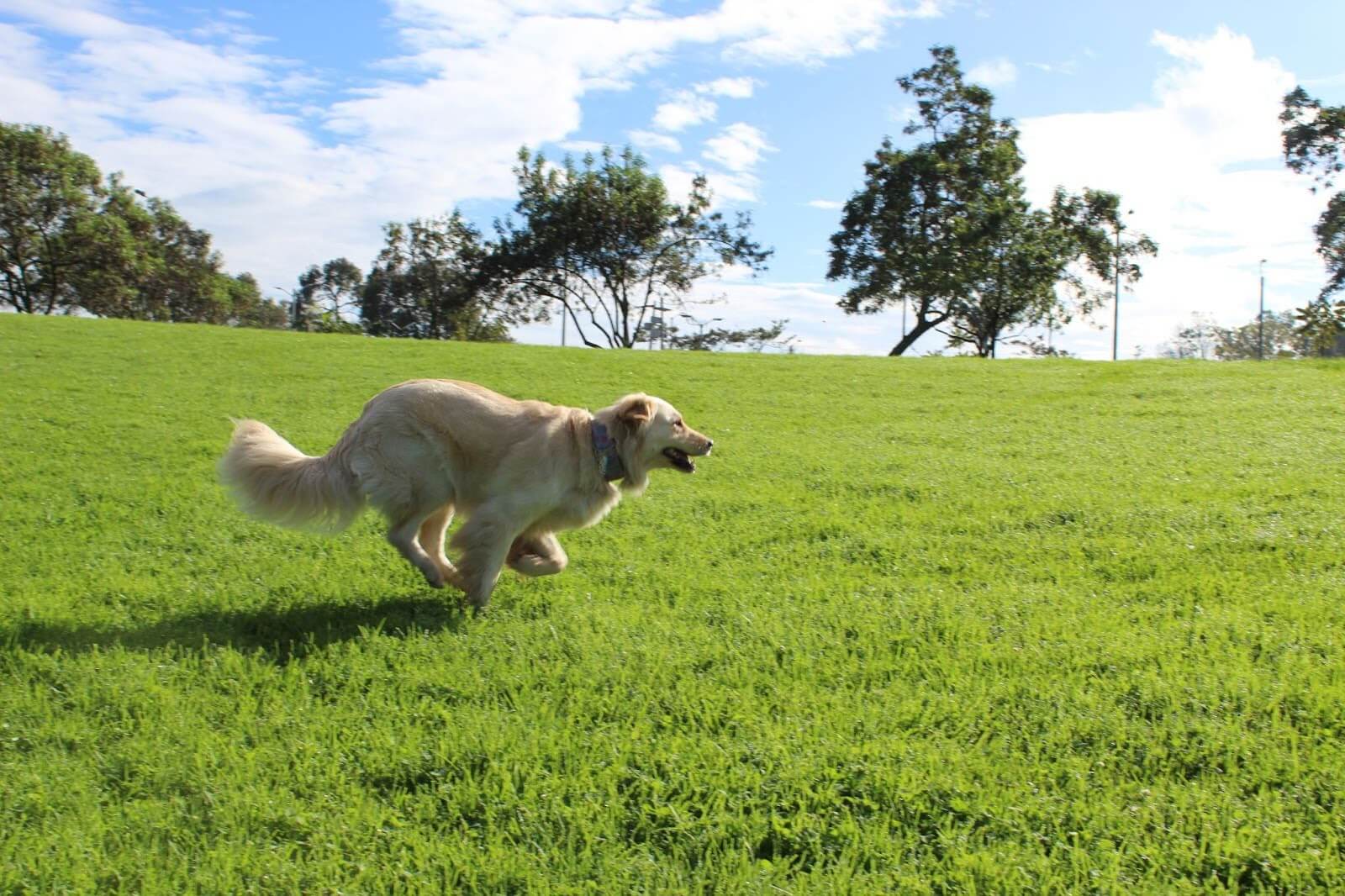 perro jugando en parque